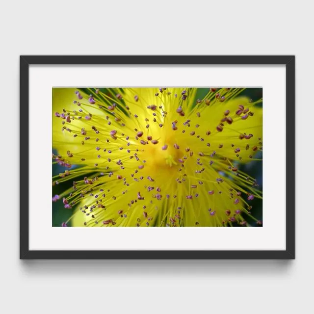 St John’s Wort Mounted & Signed Print (30x40cm finished size - no frame) - Pack of 6