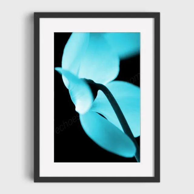 Turquoise Cyclamen 1 Mounted & Signed Print (30x40cm finished size - no frame) - Pack of 6