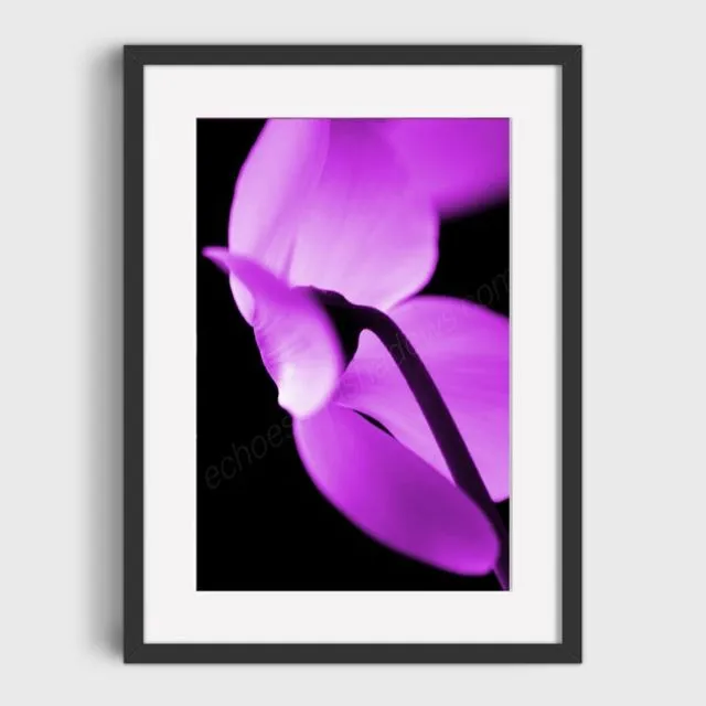 Purple Cyclamen 2 Mounted & Signed Print (30x40cm finished size - no frame) - Pack of 6