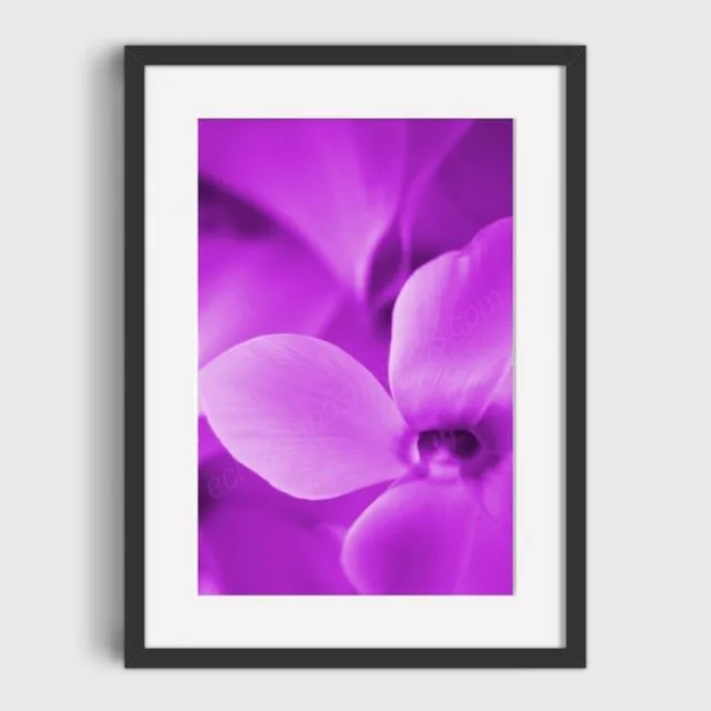 Purple Cyclamen 1 Mounted & Signed Print (30x40cm finished size - no frame) - Pack of 6