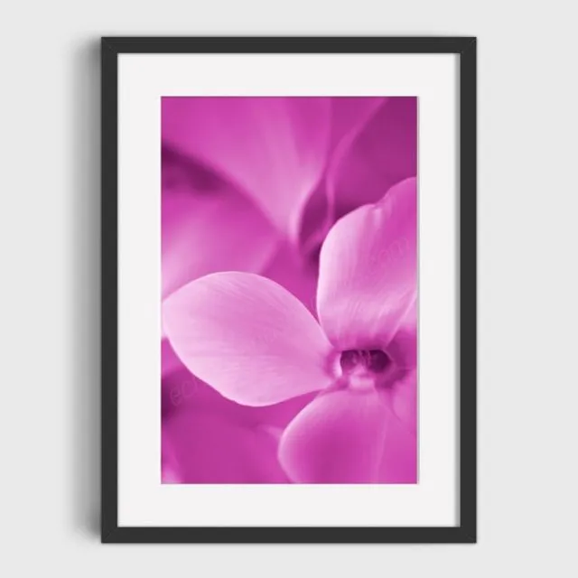 Pink Cyclamen 1 Mounted & Signed Print ((30x40cm finished size - no frame) - Pack of 6