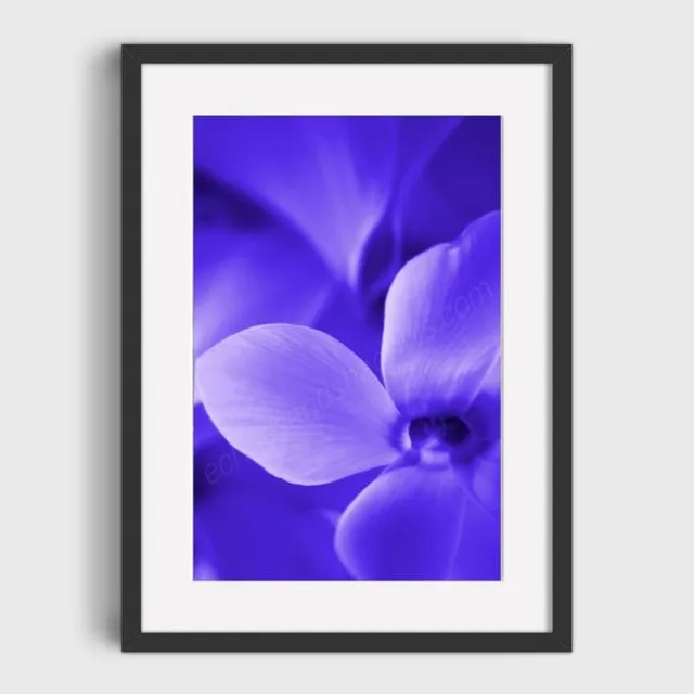 Electric Blue Cyclamen 1 Mounted & Signed Print (30x40cm finished size - no frame) - Pack of 6