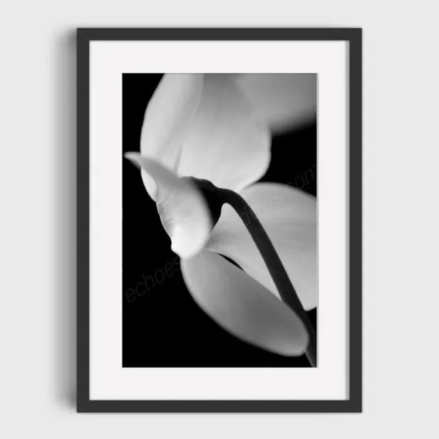 B&W Cyclamen 2 Mounted & Signed Print (30x40cm finished size - no frame) - Pack of 6