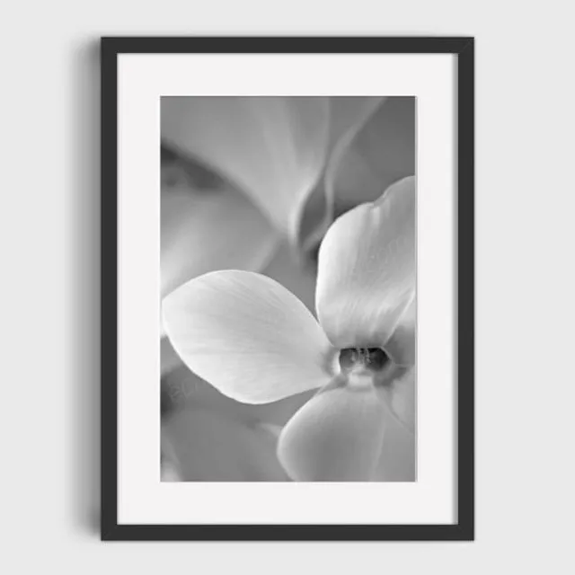 B&W Cyclamen 1 Mounted & Signed Print (30x40cm finished size - no frame) - Pack of 6