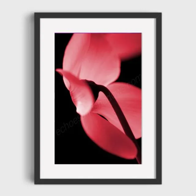 Red Cyclamen 2 Mounted & Signed Print (30x40cm finished size - no frame) - Pack of 6