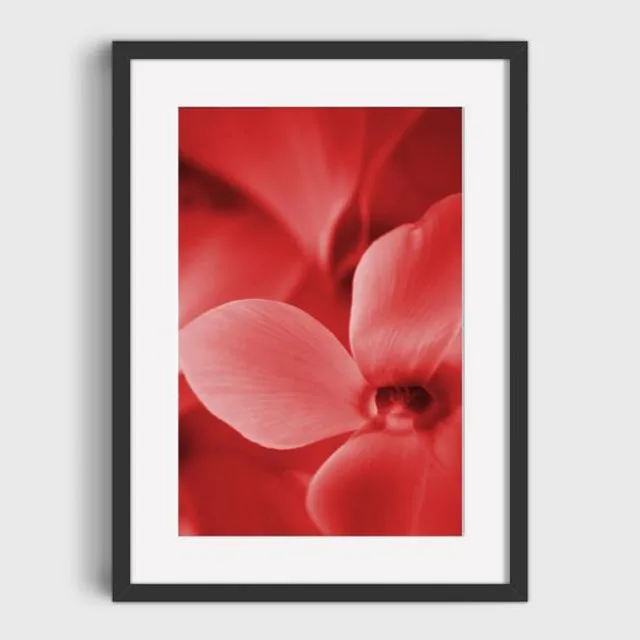 Red Cyclamen 1 Mounted & Signed Print (30x40cm finished size - no frame) - Pack of 6