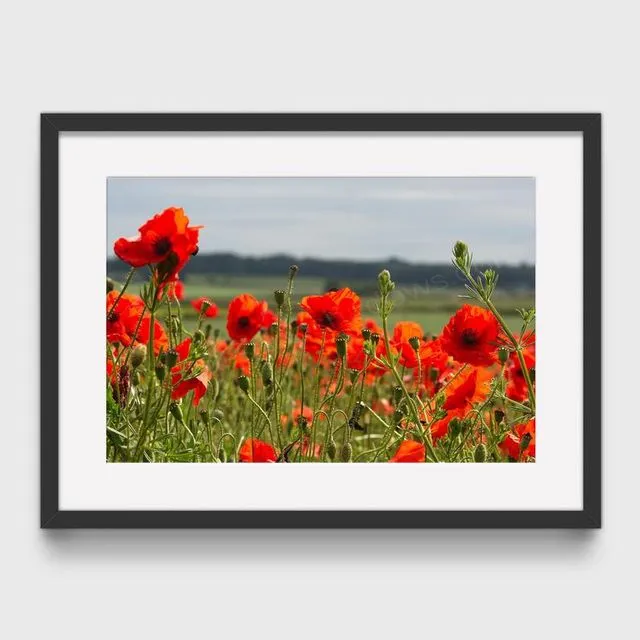 Poppy 8 Mounted & Signed Print ((30x40cm finished size - no frame) - Pack of 6