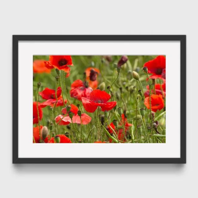 Poppy 7 Mounted & Signed Print ((30x40cm finished size - no frame) - Pack of 6