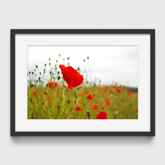 Poppy 6 Mounted & Signed Print (30x40cm finished size - no frame) - Pack of 6