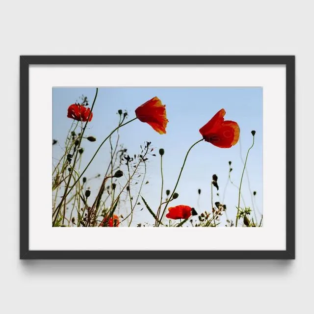 Poppy 5 Mounted & Signed Print (30x40cm finished size - no frame) - Pack of 6