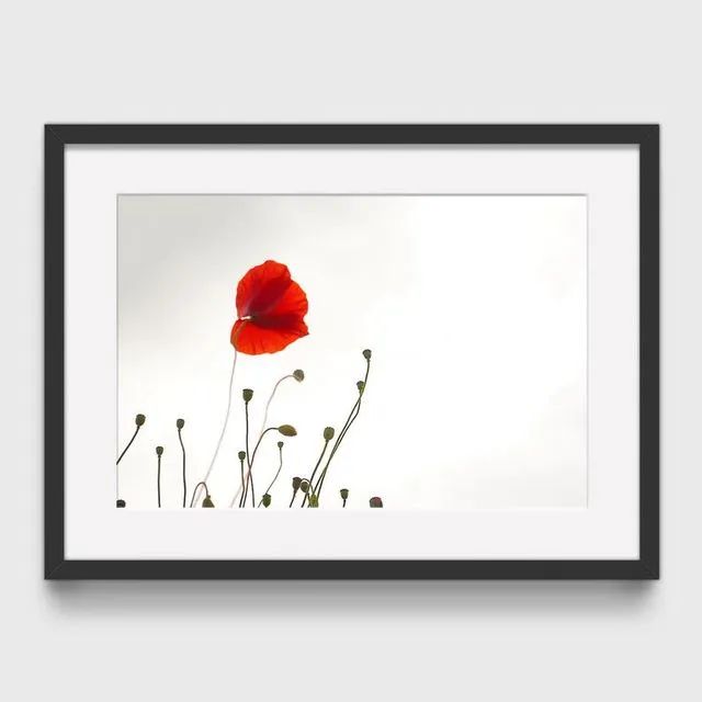 Poppy 4 Mounted & Signed Print (30x40cm finished size - no frame) - Pack of 6