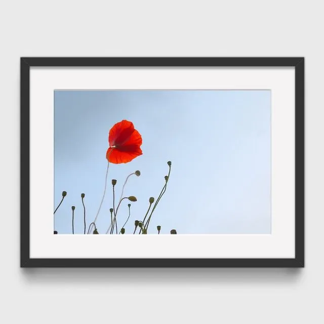Poppy 3 Mounted & Signed Print (30x40cm finished size - no frame) - Pack of 6