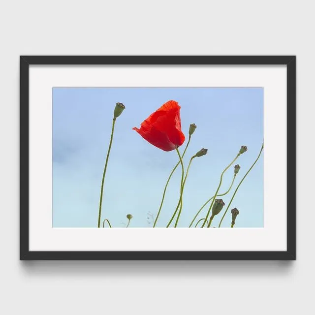 Poppy 2 Mounted & Signed Print (30x40cm finished size - no frame) - Pack of 6