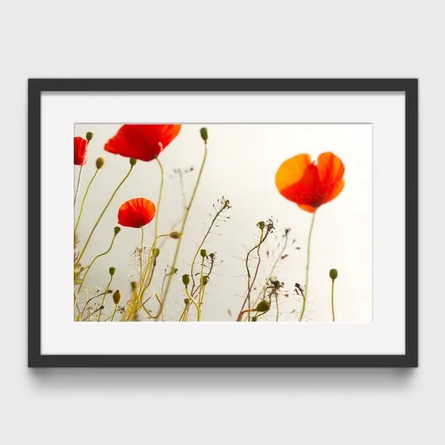 Poppy 1 Mounted & Signed Print (30x40cm finished size - no frame) - Pack of 6