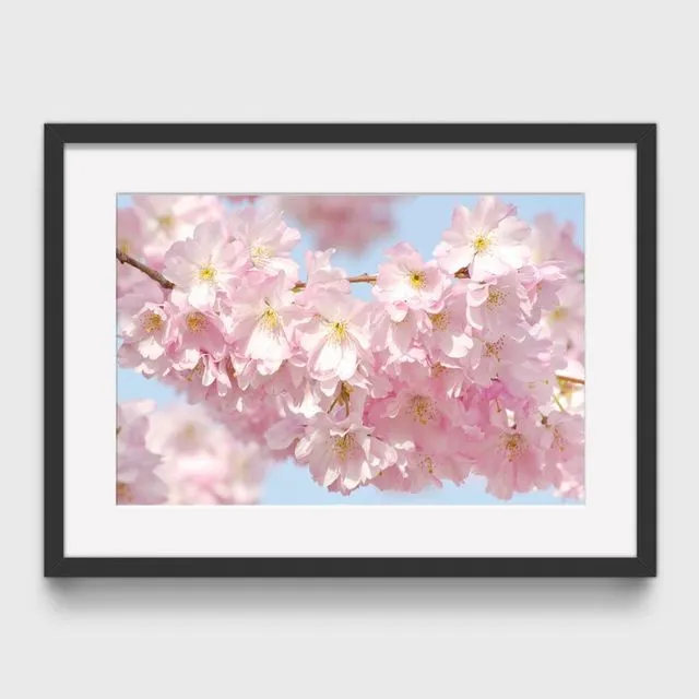 Blossom 2 Mounted & Signed Print (30x40cm finished size - no frame) - Pack of 6