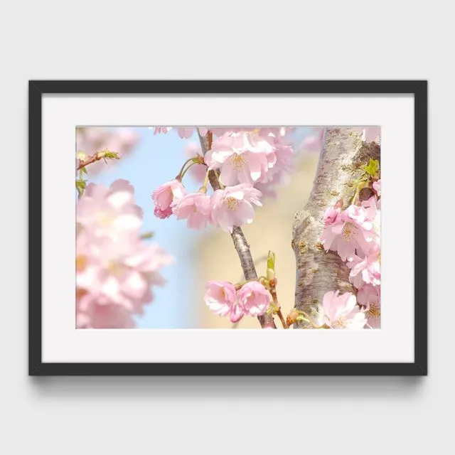 Blossom 1 Mounted & Signed Print (30x40cm finished size - no frame) - Pack of 6