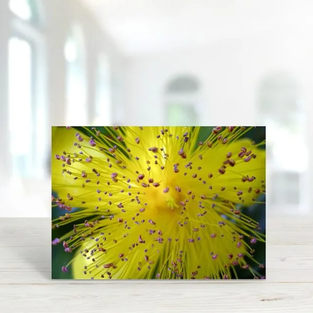 St John’s Wort - A6 Greeting Card - Pack of 6