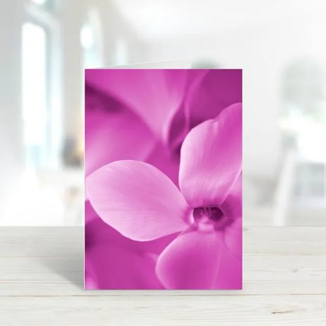 Pink Cyclamen - A6 Greeting Card - Pack of 6