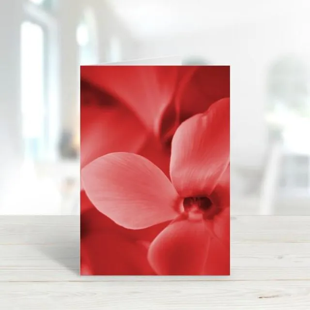 Red Cyclamen - A6 Greeting Card - Pack of 6