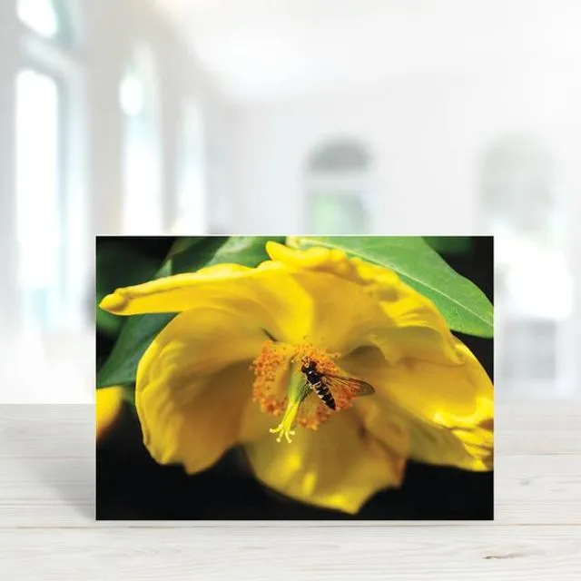 Bee 3 - A6 Greeting Card - Pack of 6