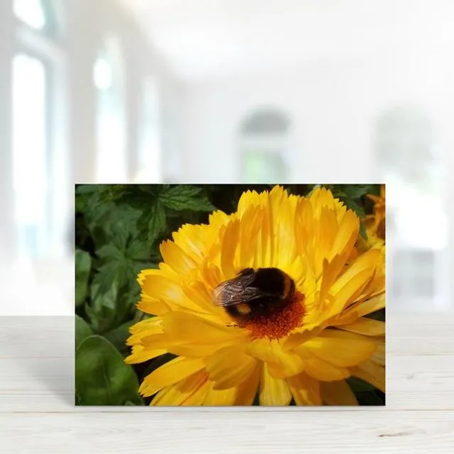 Bee 2 - A6 Greeting Card - Pack of 6