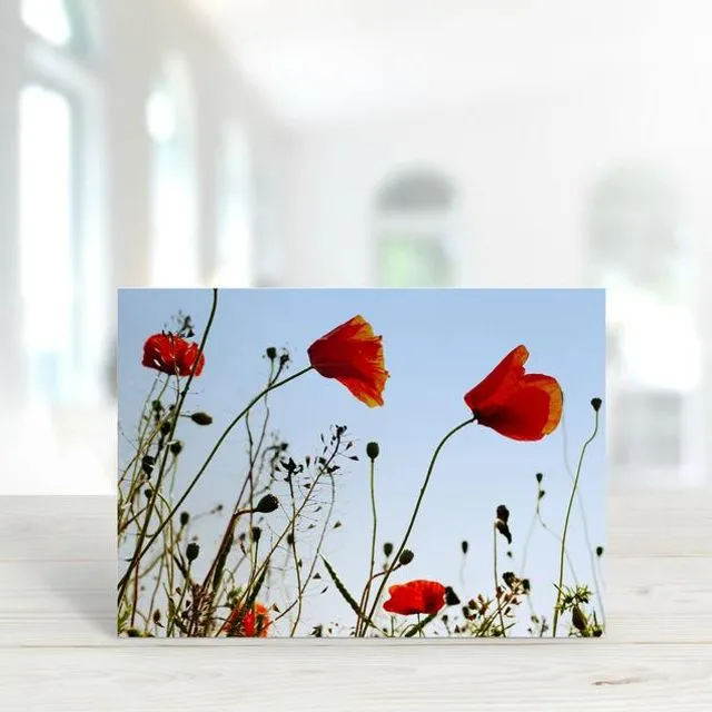 Poppy 4 - A6 Greeting Card - Pack of 6