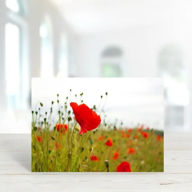 Poppy 3 - A6 Greeting Card - Pack of 6