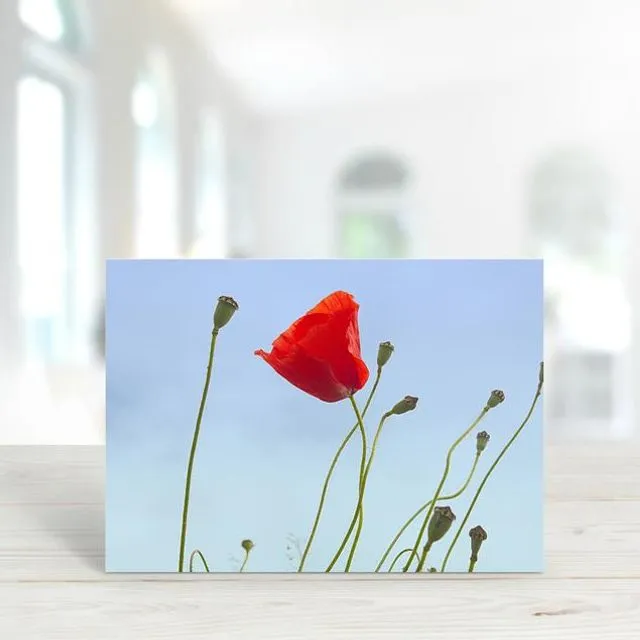 Poppy 2 - A6 Greeting Card - Pack of 6