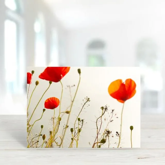 Poppy 1 - A6 Greeting Card - Pack of 6