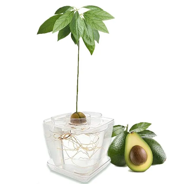 AvoSeedo Plant Pot Transparent Pot / Transparent Avocado