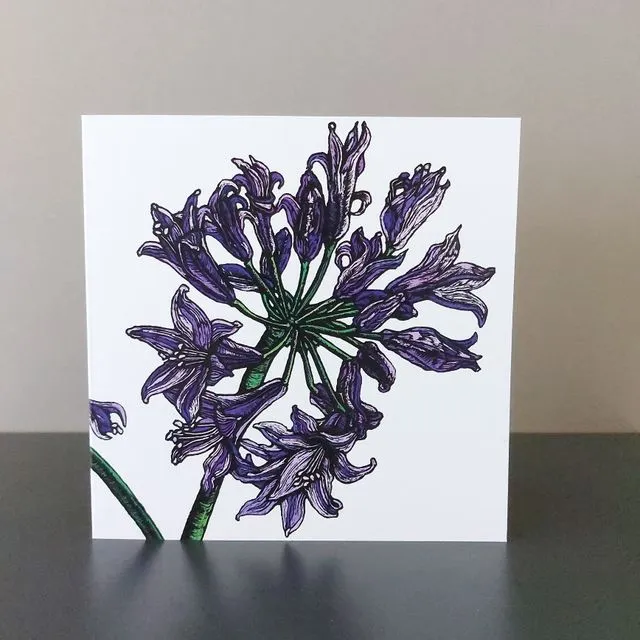Agapanthus Blank Floral Greeting Card, Pack of 5