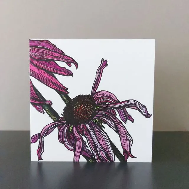 Echinacea Blank Floral Greeting Card, Pack of 5