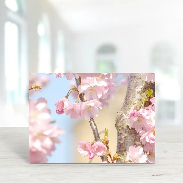 Blossom 1 - A6 Greeting Card - Pack of 6