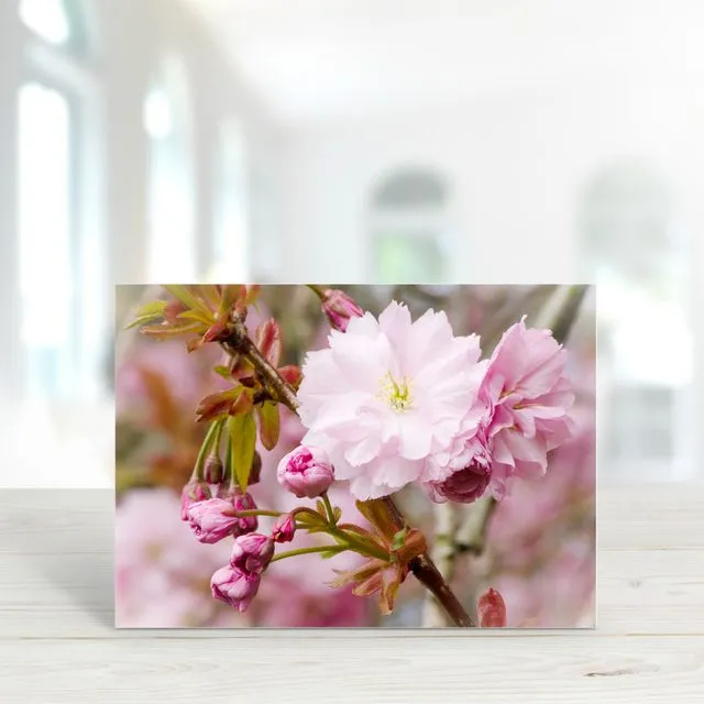 Blossom 3 - A6 Greeting Card - Pack of 6