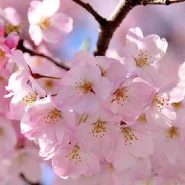 Japanese Cherry Blossom Body Scrub - Pack of 10 (8oz)