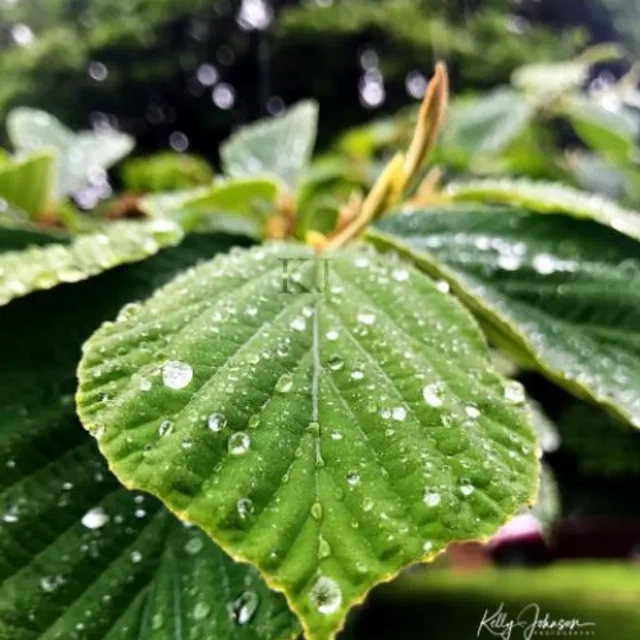 Diamond Raindrops on Leaves