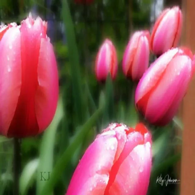 Pink Tulip Raindrops