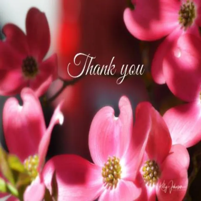 Pink Dogwood - Thank You