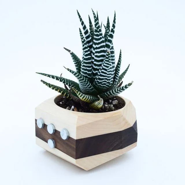 Magnetic Geometric Cactus & Succulent Planter - White w/Black Stripe