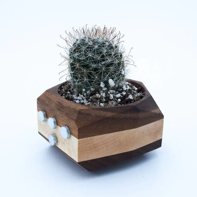 Magnetic Geometric Cactus & Succulent Planter - Black w/White Stripe