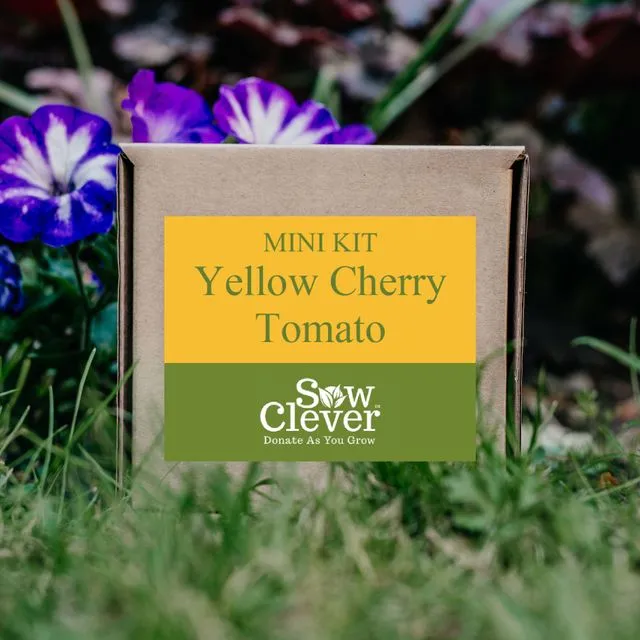 Yellow Cherry Tomato Mini Kit