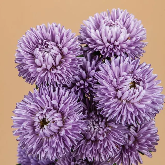 Moonstone China Aster Seeds