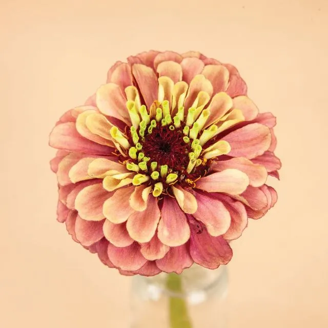 Queen Red Lime Zinnia Seeds