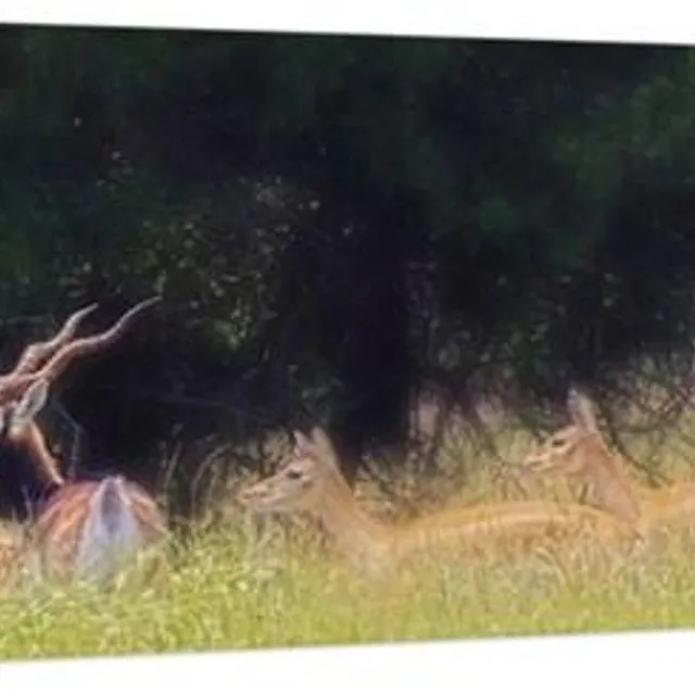 A Buck And A Show Canvas Print (20x60 inches)