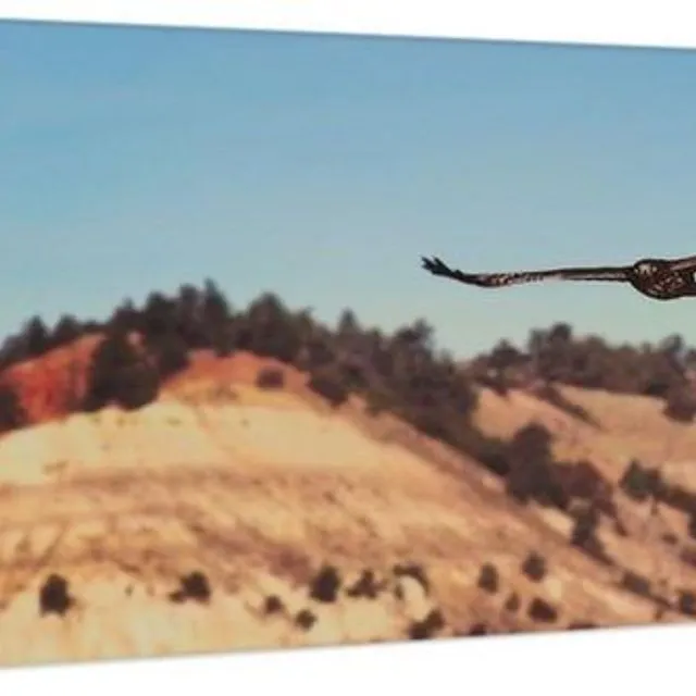 Have You Never Seen A Hawk On The Wing Canvas Print (20x60 inches)
