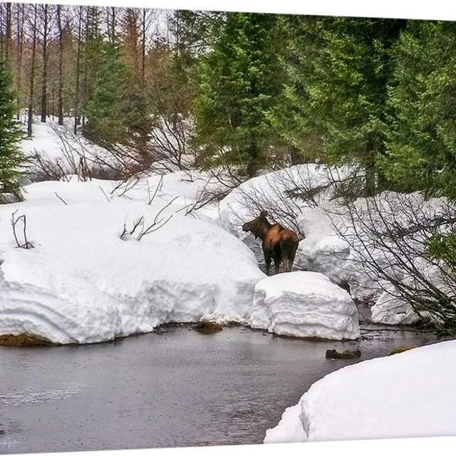 Moose In Alaska Canvas Print