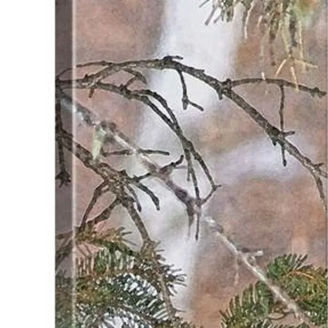 Squirrel, Pine Tree And A Nut Canvas Print (20x60 inches)