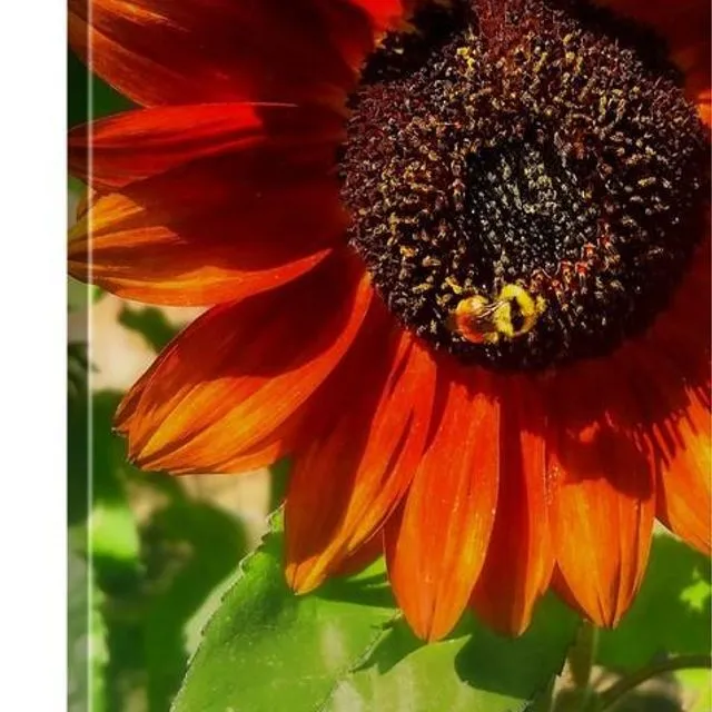 Autumn Sunflower And Bumble Bee Canvas Print