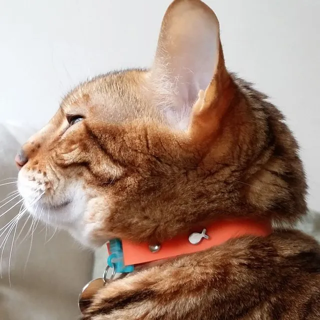 Kittyrama Tangerine Cat Collar. Cat Friendly Award Winner. As Seen in Vogue