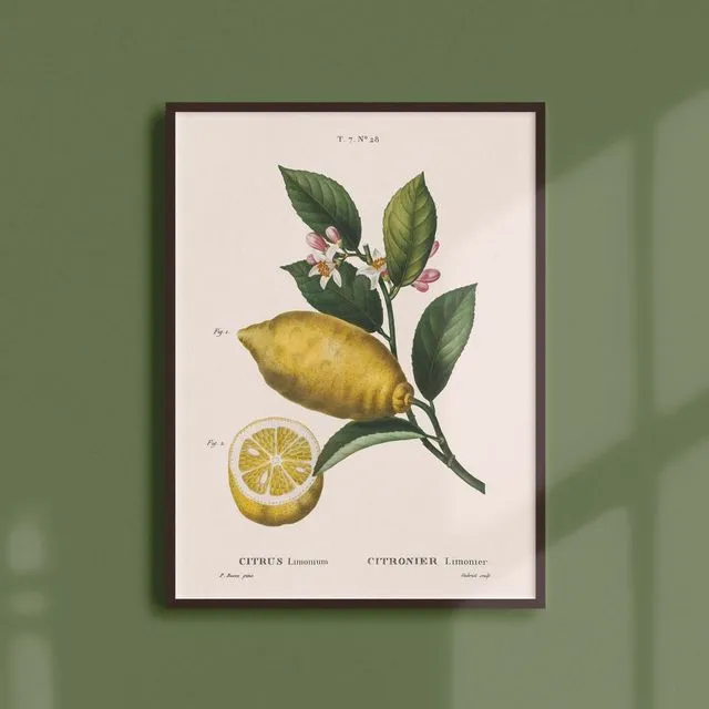 30x40 Poster - Lemon